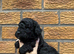Beautiful Toy Cockapoo Puppies from Extensively DNA & Health Tested Parents