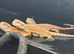 Hypo baby Bearded Dragons