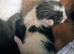 Very pretty kittens, wormed/flead/litter trained Prices vary