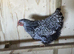 POINT OF LAY CHICKENS AVAILABLE NOW