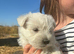 West highland terrier puppies