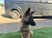 Belgian malanois k9
