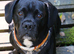 French bulldog cross American springer spaniel