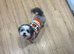 Female Shih Tzu