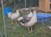 West of England Geese
