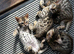 Bengal kittens looking for a loving new home