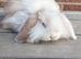 Mini lops ready