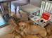 Red and golden Labrador pups