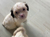 Lhasa apso cross puppies