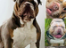 Gorgeous Olde English Bulldogges