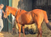 14.2hh pony club/showjumping/all rounder