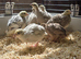 Coturnix (Japanese) Quail