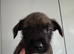5 female Terrier X Staffy Puppys