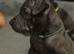Staffy x sharpei puppys