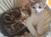6 kittens looking for new home