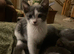 Beautiful grey and white female kittens