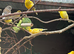 Canary’s