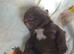 Stunning DWKC Registered English Bulldog Puppies – Ready October