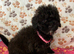 Shihpoo puppies theres only one girl available ready to go to therer new loving homes now if they are on here they are availble