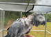 Silly tame African grey