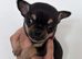 Beautiful Belle Ready Soon