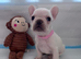Adorable Frenchbulldog Puppies