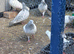 Pakistani pigeons