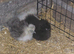 silkie chickens for sale