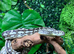 Caramel Tiger Carpet Python dh Axanthic + Granite at Birmingham Reptiles