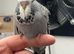 Budgies available