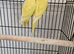 Lutino Ringneck 3 months old