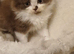 Rehoming my 2 kittens