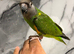 Friendly Super Tame Cuddly Loving Senegal Parrot,18