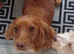 KC Registered Cocker Spaniel
