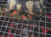 2 year old horsfield tortoise