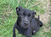 Cane corso cross staffy 14 weeks old
