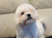 REDUCED price Maltese puppies, last boy and girl!