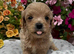 Beautiful Matlipoo puppies available from health tested parents