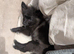 Rehome needed