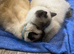 One beautiful ragdoll/blueprint kittens for sale