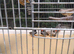 Cock and hen zebra finches