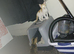 2 kittens