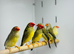 Star finch