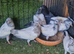 Pakstani pigeons