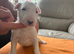 beautiful litter with champion blood lines