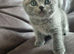 Amazing British blue kittens