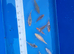 Japanese koi mixed variety collection ip2