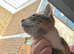 2 Beautiful Girl kittens