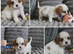 Health Tested- Cavalier King Charles Spaniel