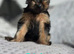 Beautiful Yorkshire terrier puppies